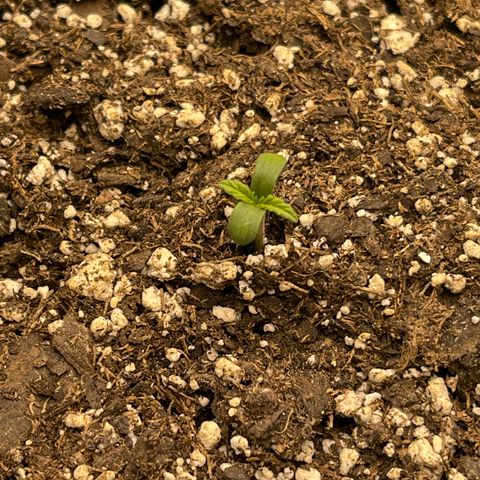 Pure Michigan #3 growlog timeline photo