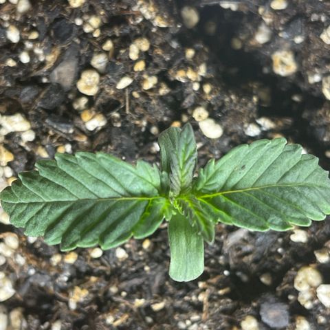 Medi Pak #1  growlog timeline photo