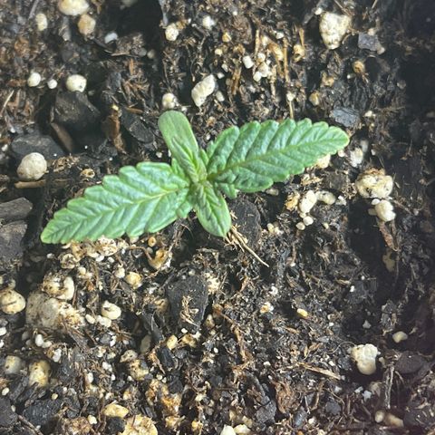 Kashmir pupil #1  growlog timeline photo