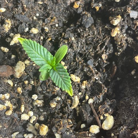 PuTang Nevil Chem #2  growlog timeline photo
