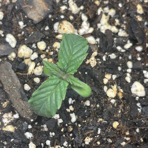 Pure Michigan #3 growlog timeline photo
