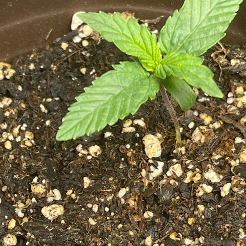 Mass mystery #1 growlog timeline photo