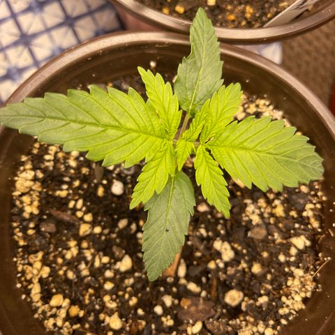 Mass mystery #1 growlog timeline photo