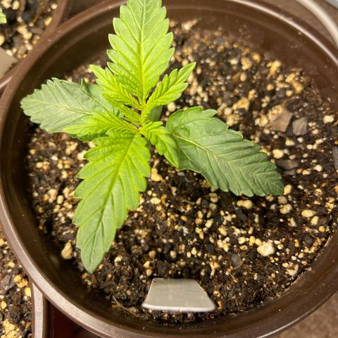 Medi Pak #1  growlog timeline photo