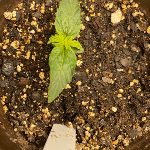 Kashmir pupil #2 growlog timeline photo