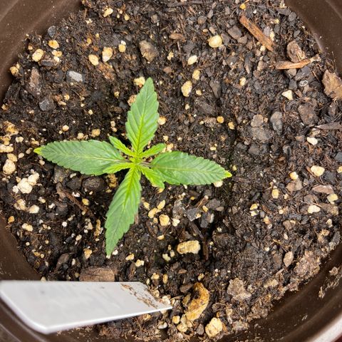PuTang Nevil Chem #2  growlog timeline photo