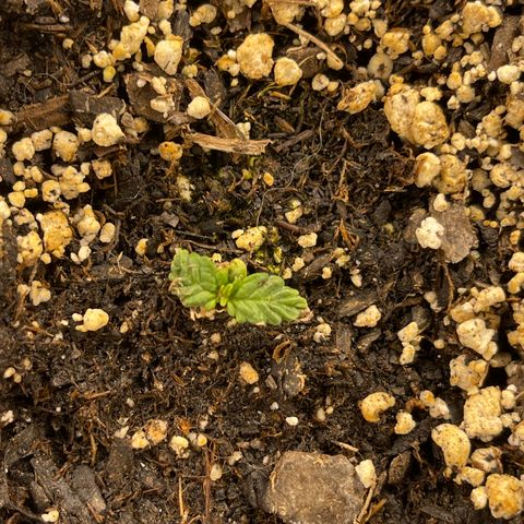 Mass mystery #3 growlog timeline photo