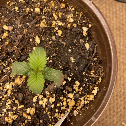 Pure Michigan #3 growlog timeline photo