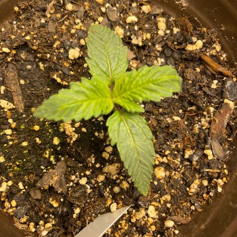 Kashmir pupil #1  growlog timeline photo