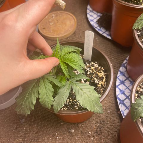 Mass mystery #1 growlog photo: Topped back to third node 