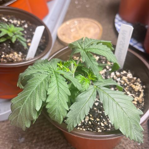 Mass mystery #1 growlog photo: Topped back to third node 