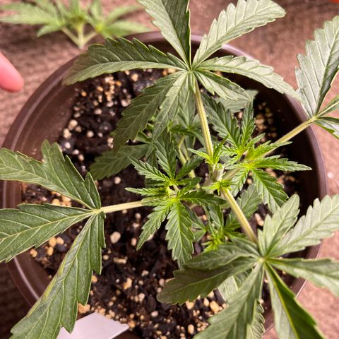 Mexican Bacon #3 growlog photo: Topped to 3rd node