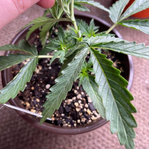 Mexican Bacon #3 growlog photo: Topped to 3rd node