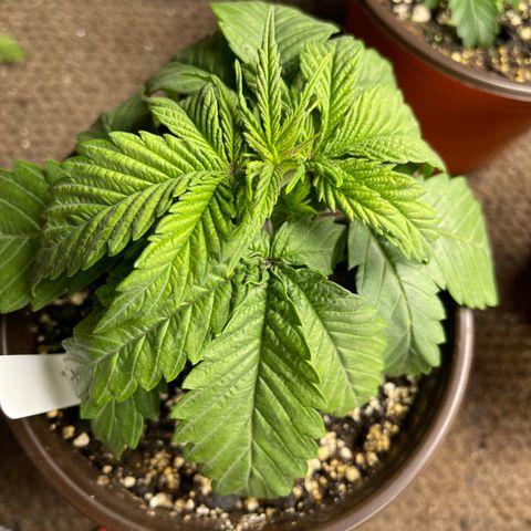 Medi Pak #1  growlog photo: Topped to 3rd node