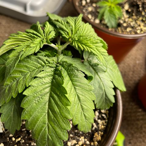 Medi Pak #1  growlog timeline photo