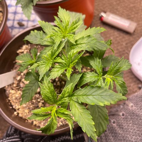 Mass mystery #1 growlog timeline photo