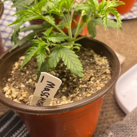 Mass mystery #1 growlog timeline photo