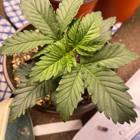Pure Michigan #3 growlog timeline photo
