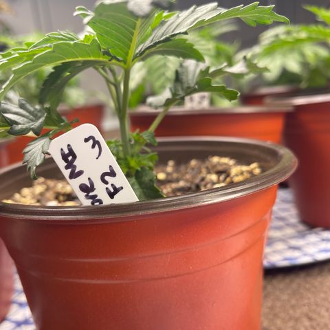Pure Michigan #3 growlog timeline photo