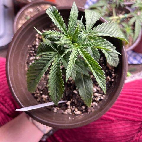 Kashmir pupil #1  growlog timeline photo