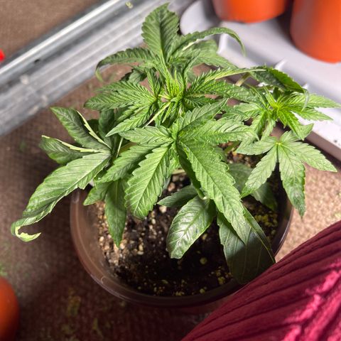 Kashmir pupil #2 growlog timeline photo