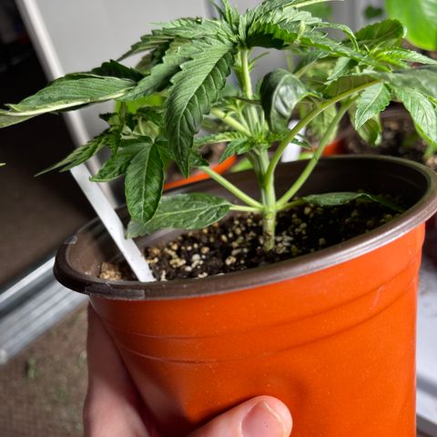 Kashmir pupil #2 growlog timeline photo