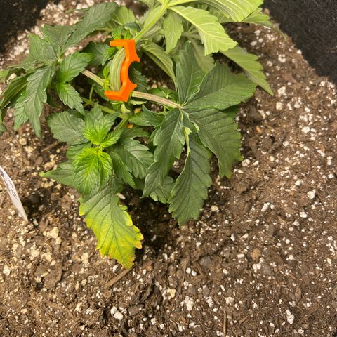 Pure Michigan #3 growlog timeline photo