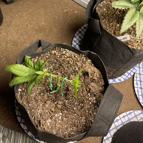 PuTang Nevil Chem #2  growlog timeline photo