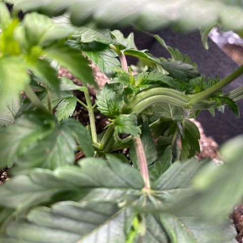 Pure Michigan #3 growlog timeline photo
