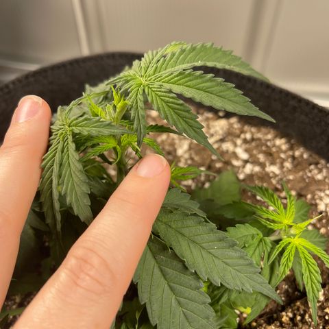 Mass mystery #3 growlog timeline photo