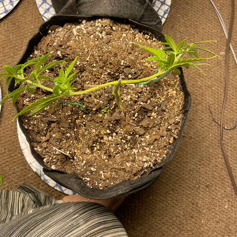 Mexican Bacon #3 growlog photo: Topped and cut all below third node. 