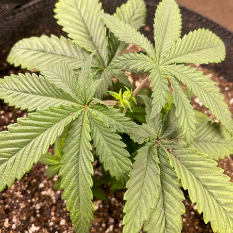 Kashmir pupil #1  growlog photo: Topped to 4th node