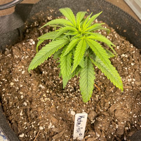 Kashmir pupil #1  growlog timeline photo