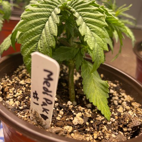 Medi Pak #1  growlog timeline photo