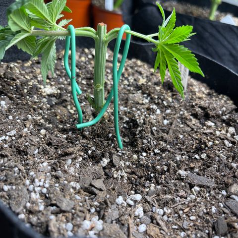 PuTang Nevil Chem #2  growlog timeline photo