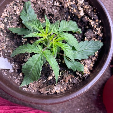 Mass mystery #3 growlog timeline photo