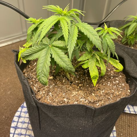 Kashmir pupil #2 growlog timeline photo
