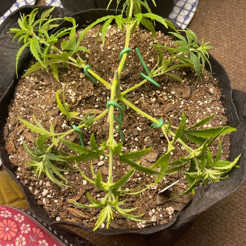 Mexican Bacon #3 growlog timeline photo