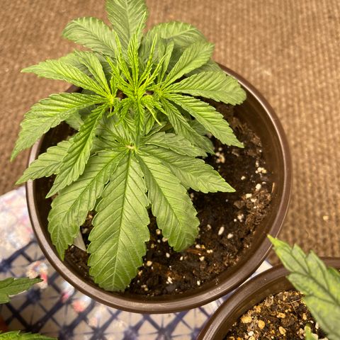 PuTang Nevil Chem #2  growlog timeline photo