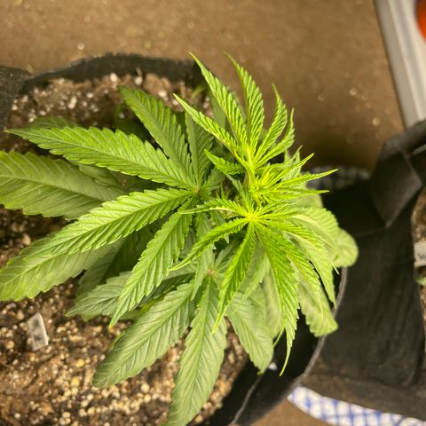 PuTang Nevil Chem #2  growlog timeline photo