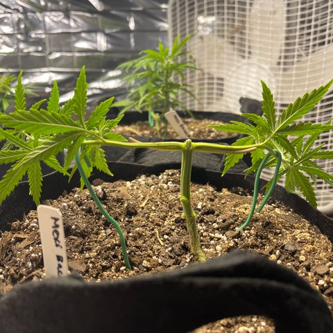 Mexican Bacon #3 growlog timeline photo