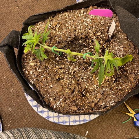 Kashmir pupil #2 growlog timeline photo