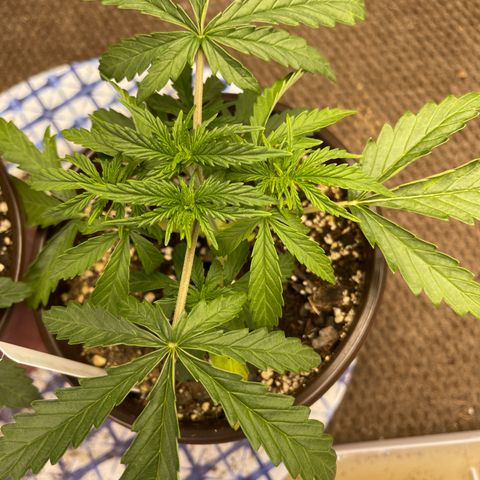 Mexican Bacon #3 growlog timeline photo