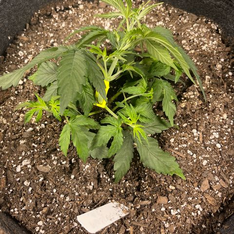 Mass mystery #3 growlog timeline photo