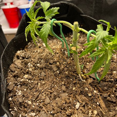 Medi Pak #1  growlog timeline photo