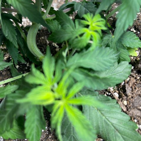 Mass mystery #3 growlog photo: Took off LST clip