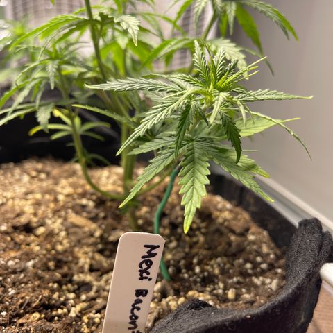 Mexican Bacon #3 growlog timeline photo