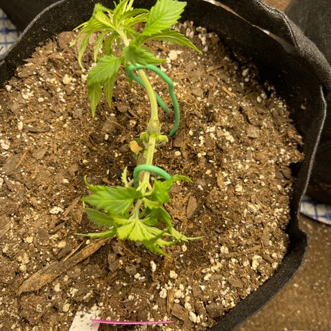 Medi Pak #1  growlog timeline photo
