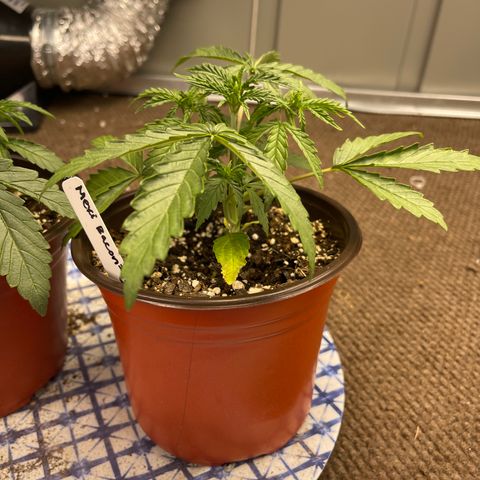 Mexican Bacon #3 growlog timeline photo
