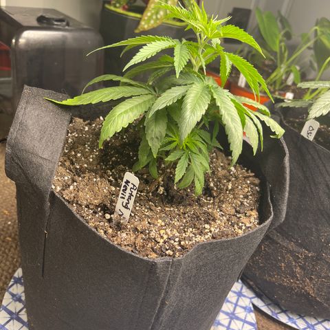 PuTang Nevil Chem #2  growlog timeline photo